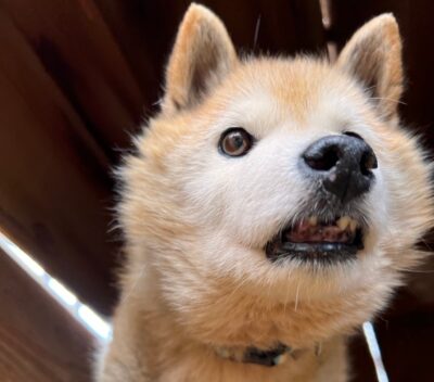 運動したがっている犬