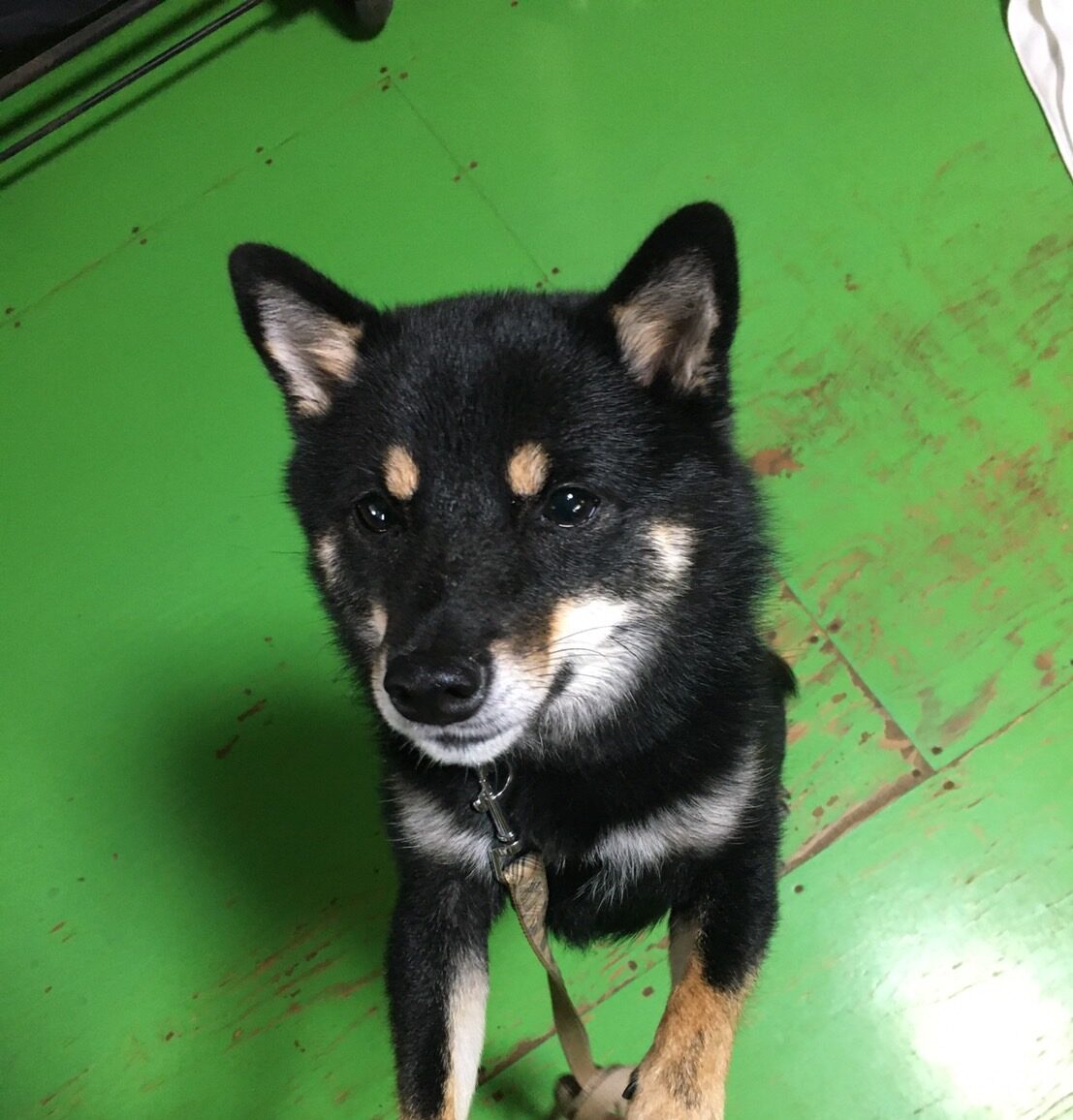 まめちゃん　黒 柴犬のくろまめちゃん【デイケアで遊びに来てくれた子のご紹介】 - 老